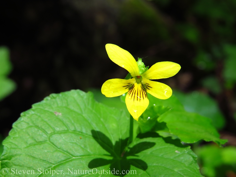 The Redwood Violet (Viola sempervirens)