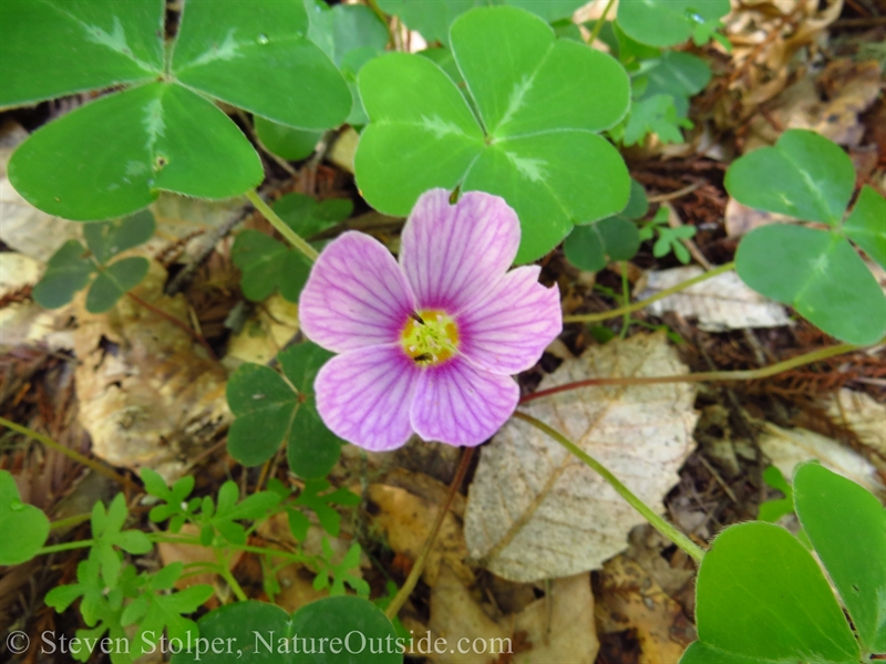 Redwood Sorrel (Oxalis oregana) 