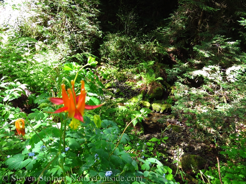 Western Columbine