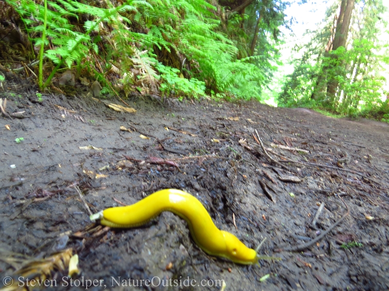 Banana Slug (Ariolimax)