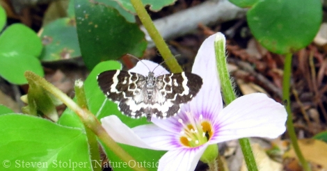 Trichodezia californiata