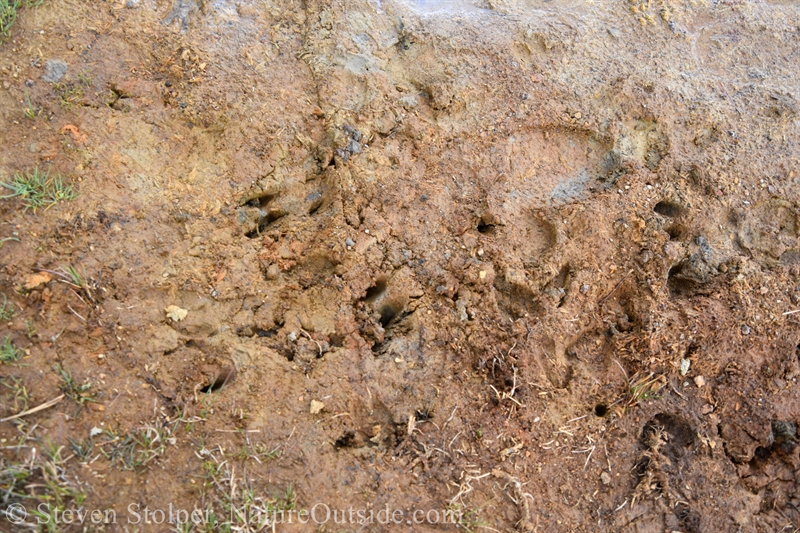 deer tracks at Soda Springs