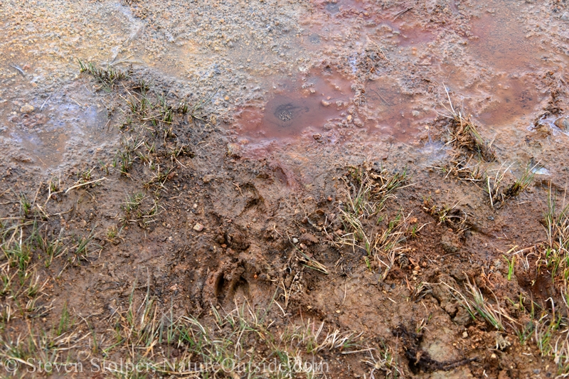 Deer tracks at Soda Springs