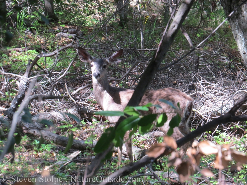 Columbian Black-tailed Deer