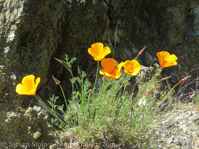 California Poppy (Eschscholzia californica)