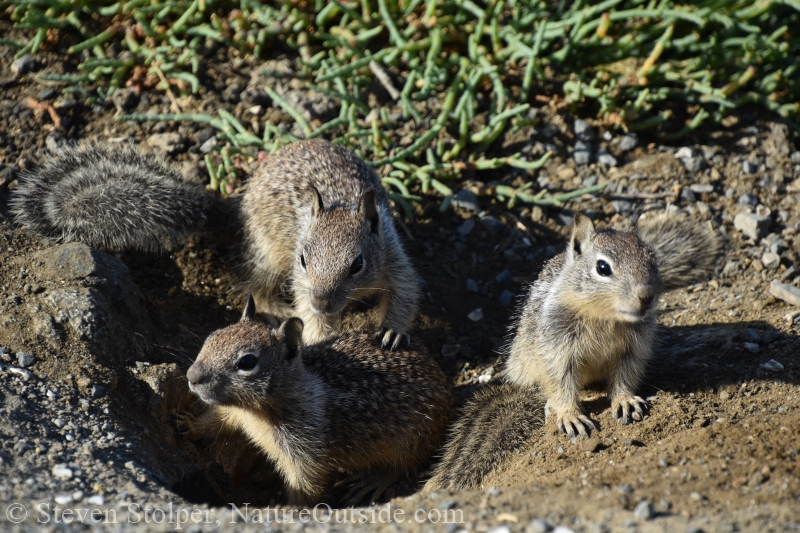 California ground squirrel (Otospermophilus beecheyi)