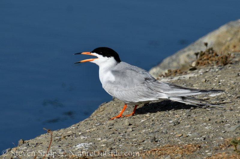 Foster’s Tern (Sterna forsteri)