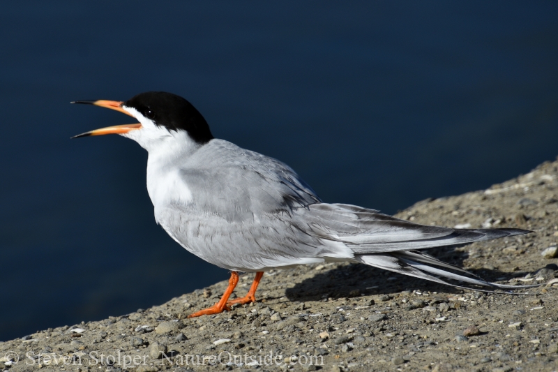 Foster’s Tern (Sterna forsteri)