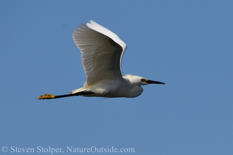 Snowy Egret (Egretta thula)