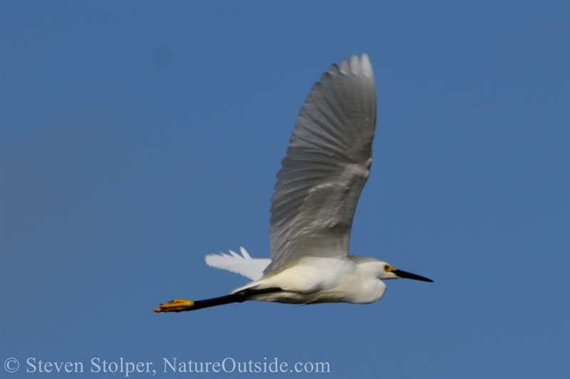 Snowy Egret (Egretta thula)