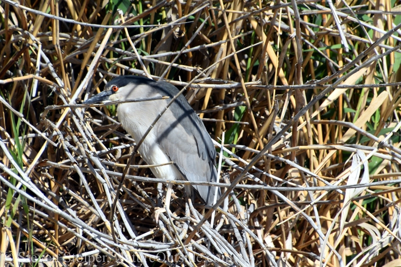 Black-crowned Night-Heron (Nycticorax nycticorax)