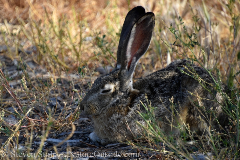 Black-tailed jackrabbit (Lepus californicus)