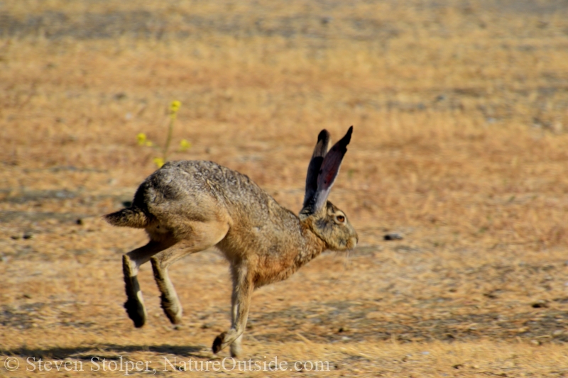 Black-tailed jackrabbit (Lepus californicus)