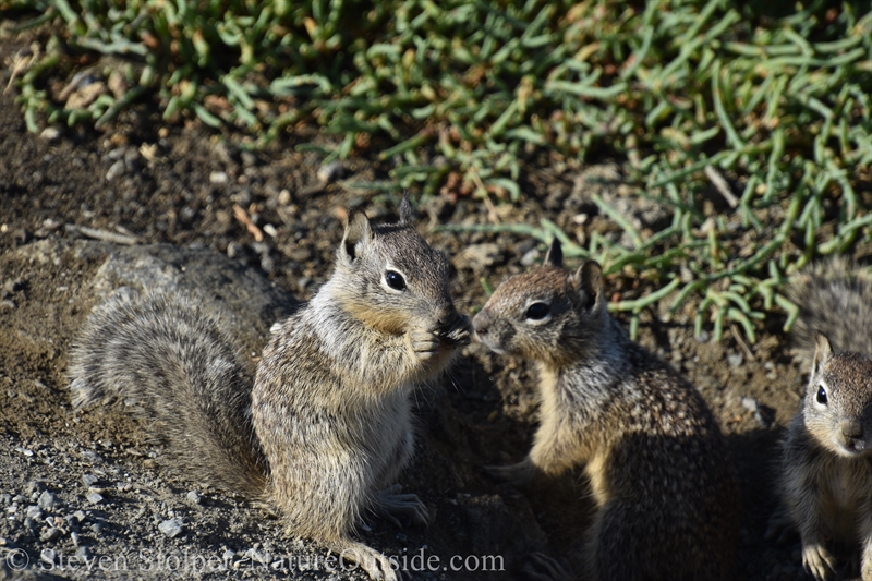 California ground squirrel (Otospermophilus beecheyi)