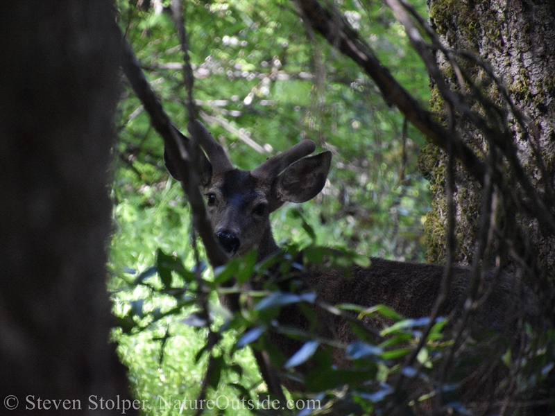 Columbian Black-tailed deer