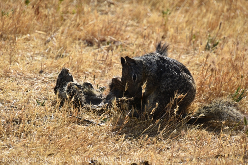 Ground squirrel cannibalism