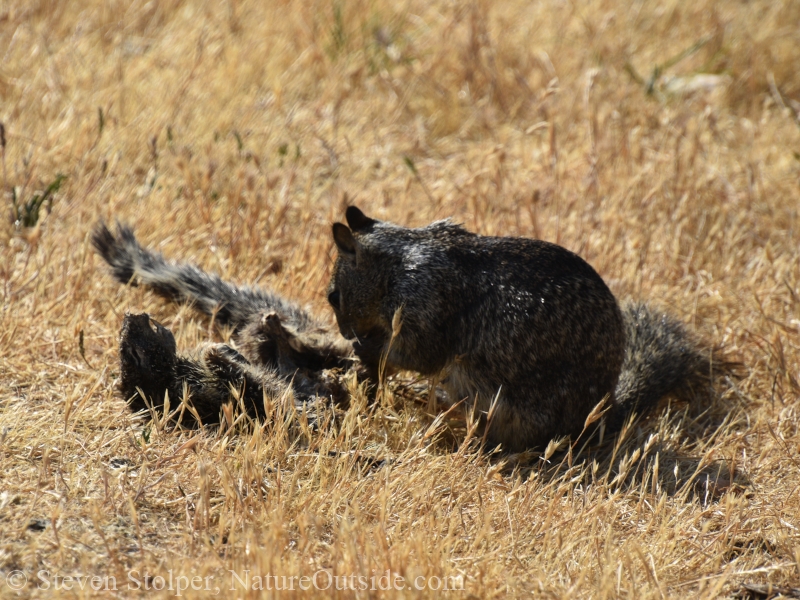 Ground squirrel cannibalism