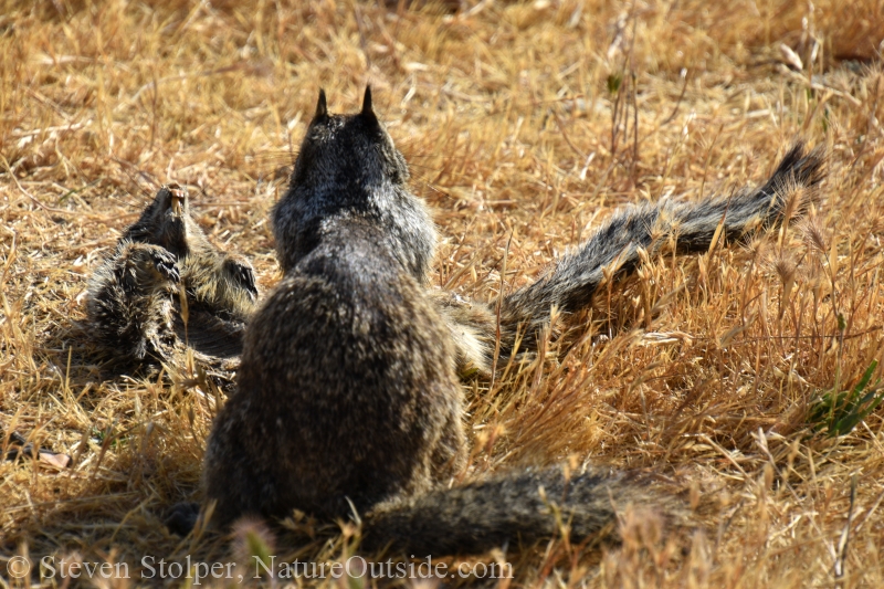 Ground squirrel cannibalism