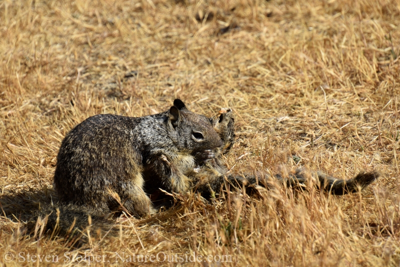 Ground squirrel cannibalism