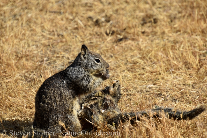 Ground squirrel cannibalism