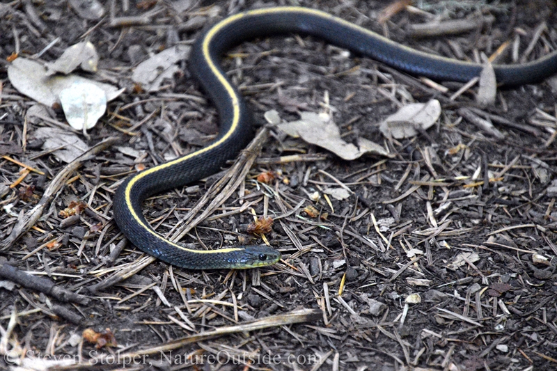 Santa Cruz Garter Snake