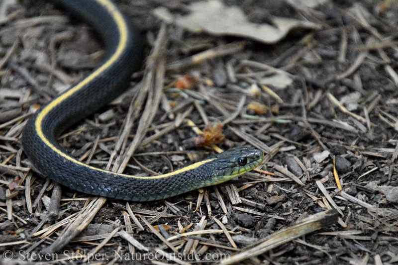 Santa Cruz Garter Snake