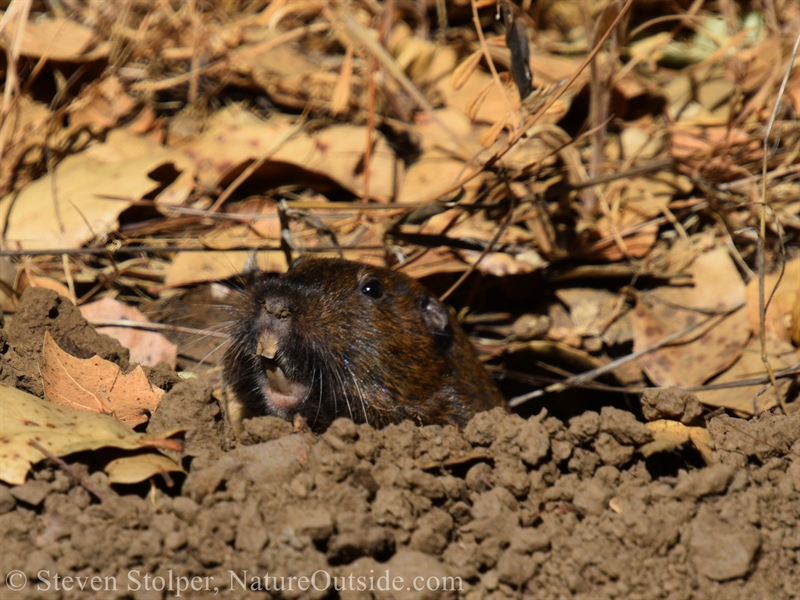 botta's pocket gopher