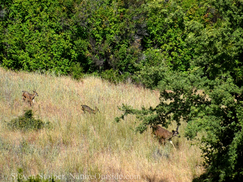 Black-tailed deer mother and fawns