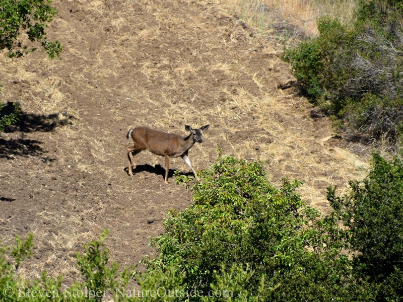 Black-tailed deer mother