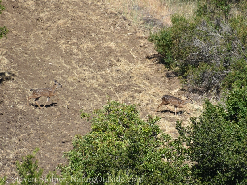 Black-tailed deer fawns