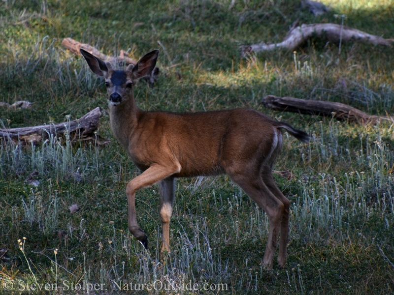 black-tailed deer male yearling