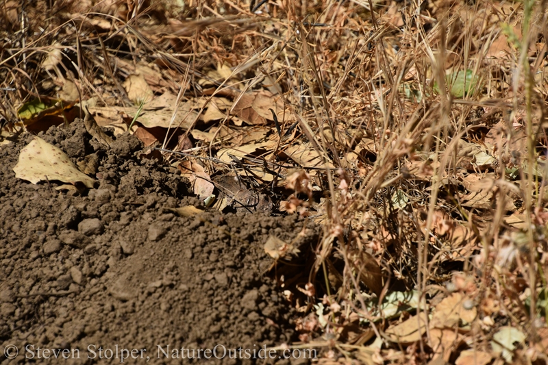 gopher hole