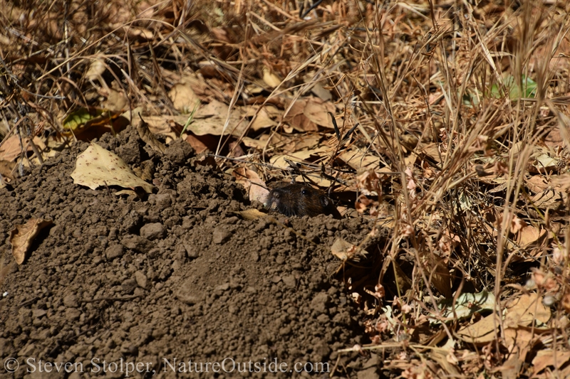 Botta’s pocket gopher