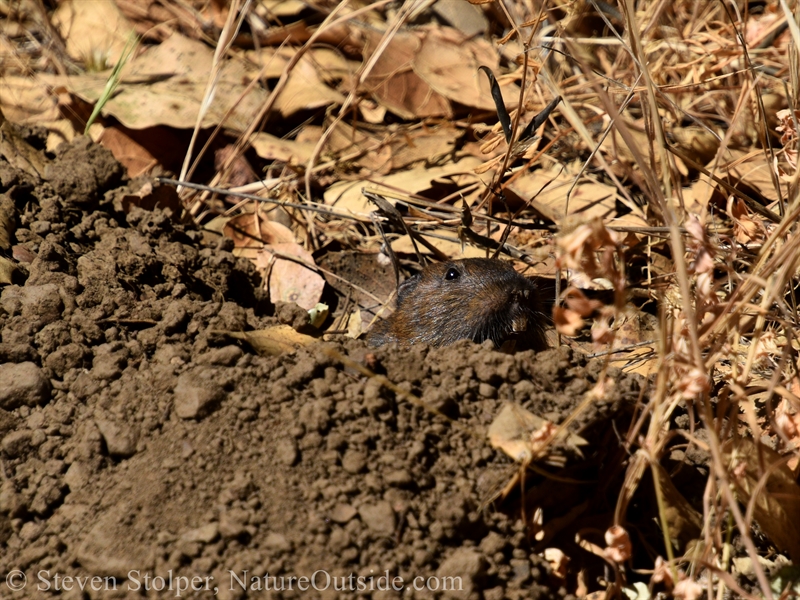 Botta's pocket gopher