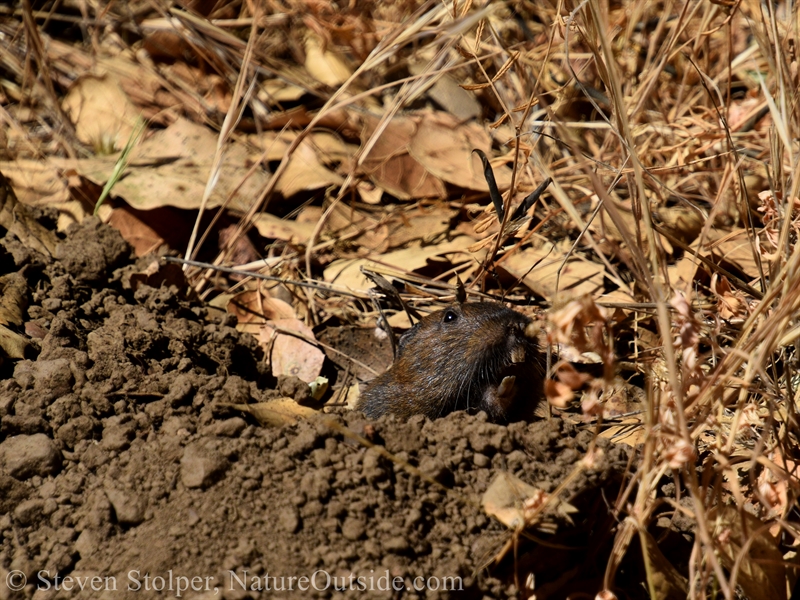 Botta's pocket gopher