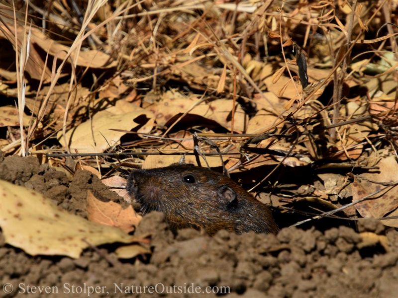 Botta's pocket gopher