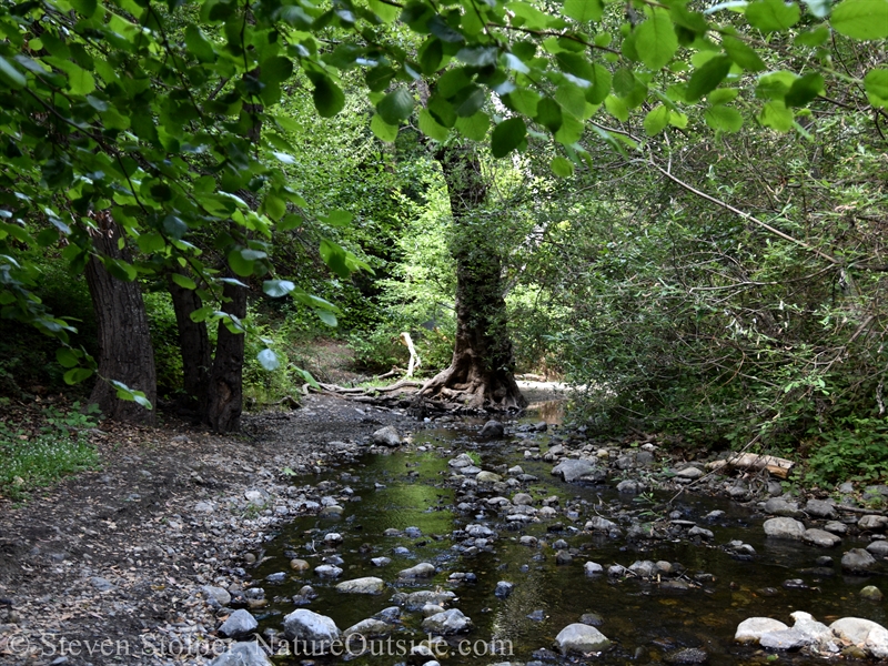 Stevens Creek