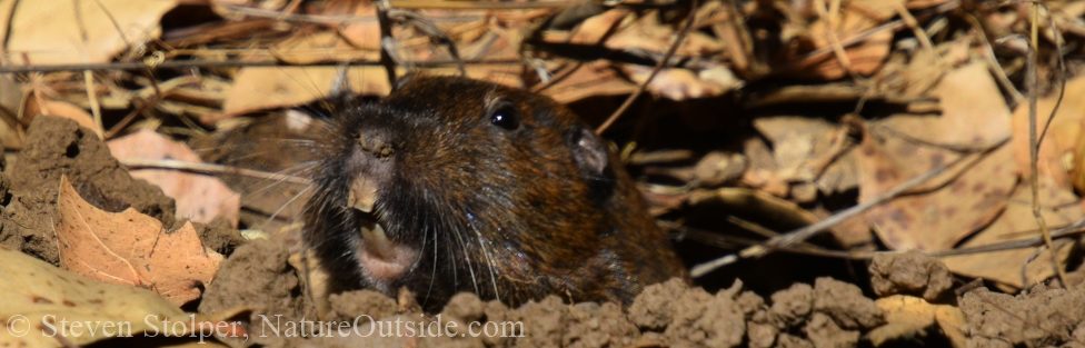 Gopher in the Side Pocket