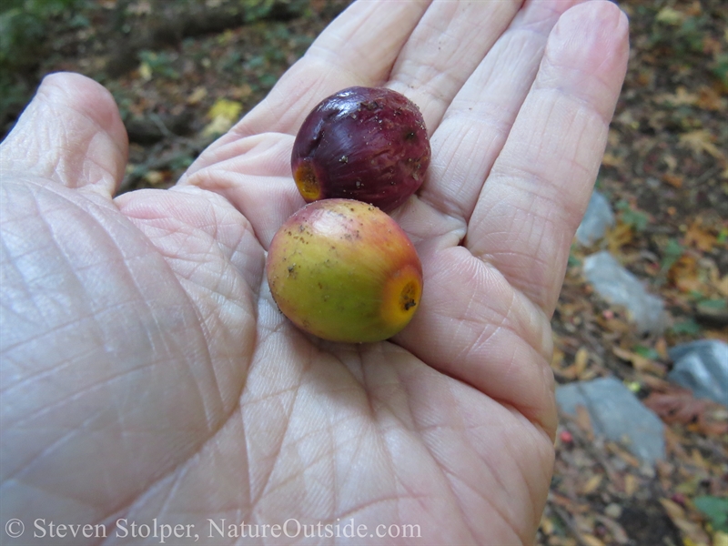 Cailifornia Bay Laurel nuts