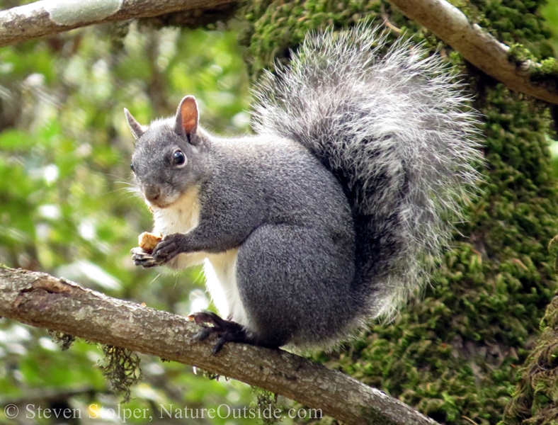 tree squirrel