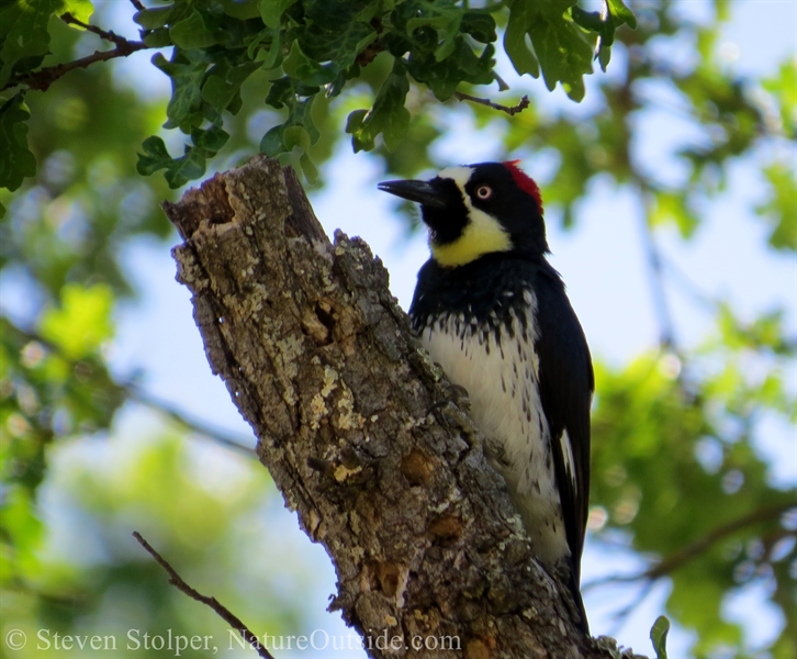 Acorn woodpecker