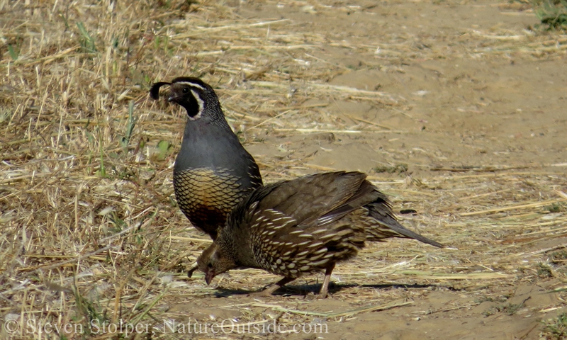 California quail