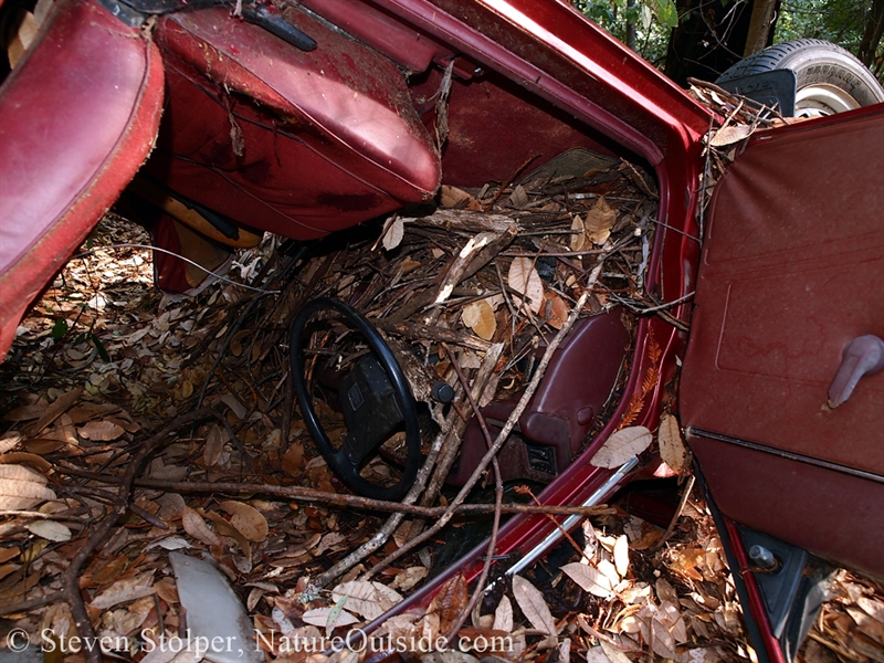 woodrat nest in car