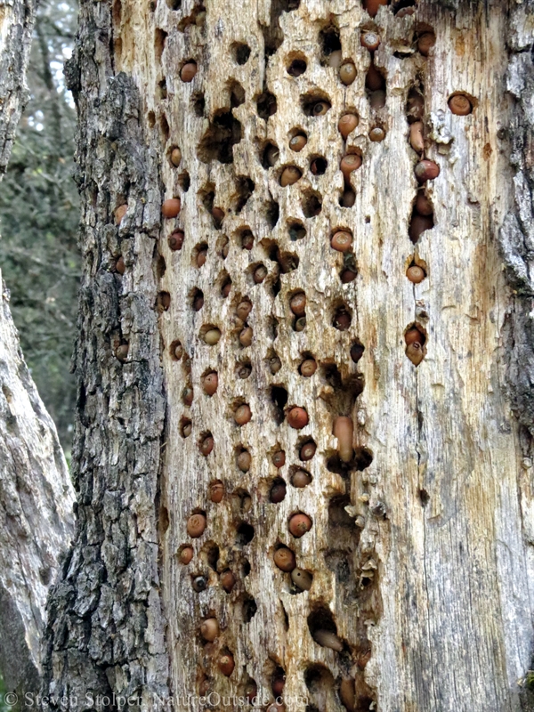 granary tree