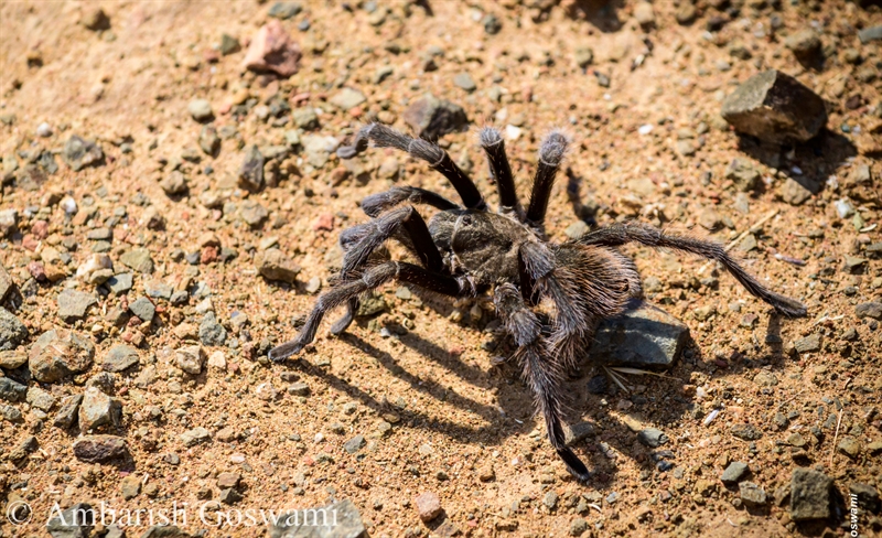 tarantula