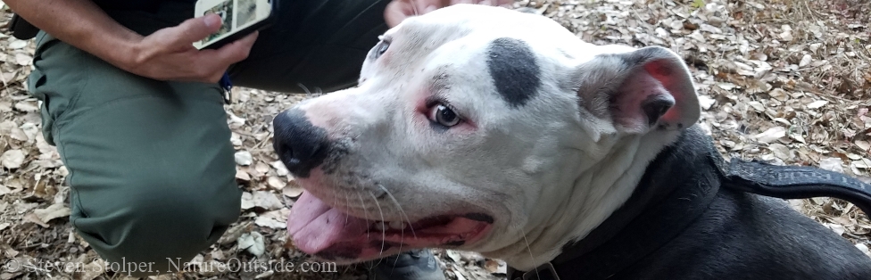 The Case of the Mysteriously Appearing Dog