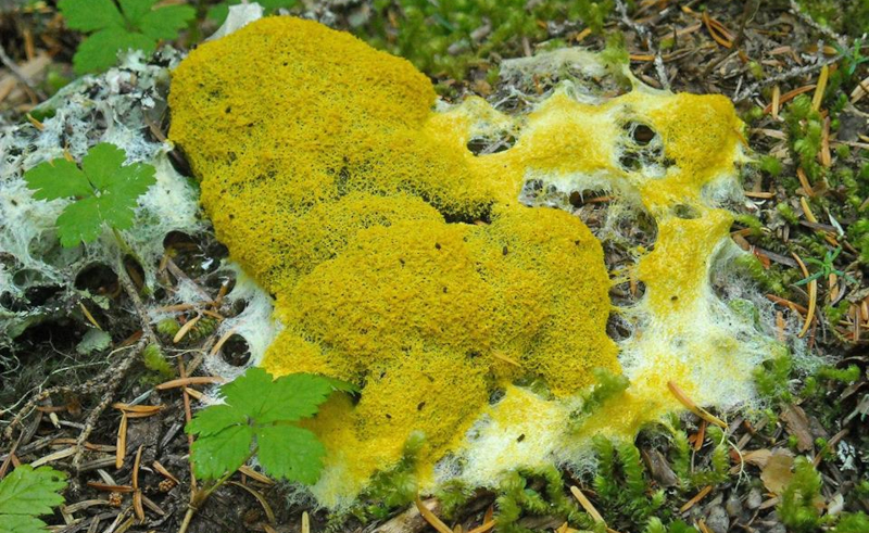 A patch of yellow slime mold