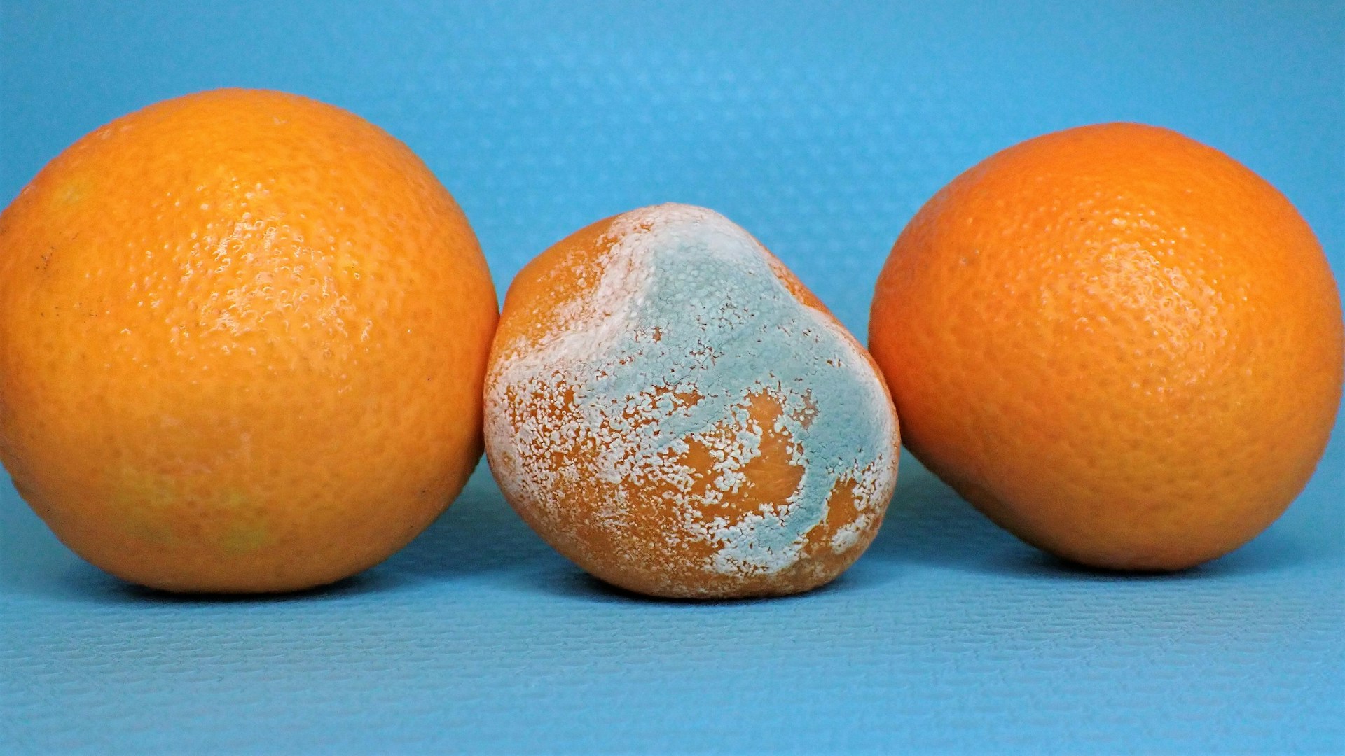 oranges with mold