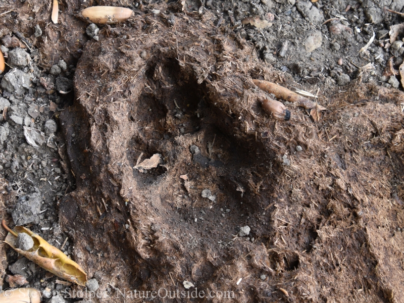 A domestic dog track in a cow pie