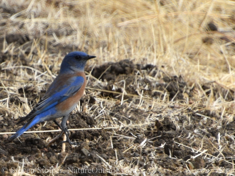 A Western bluebird foraging for insects in the grass